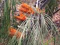 Fern-Leaf Grevillea